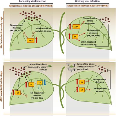 Arbuscular Mycorrhizal Symbiosis: Plant Friend or Foe in the Fight Against Viruses?